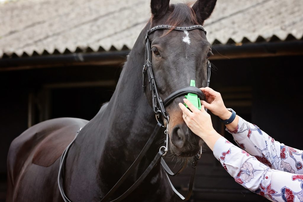 A bridle fitting checking noseband fit using an ISES taper gauge