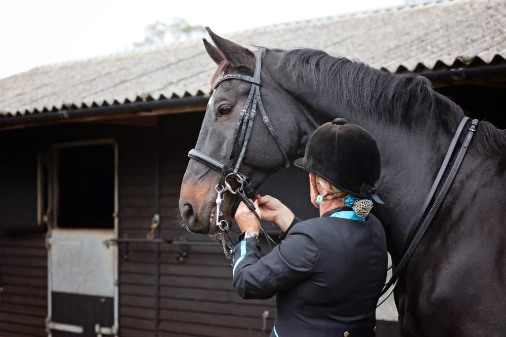 A rider in a smart jacket checks that her bridle is comfortable for her large, black horse