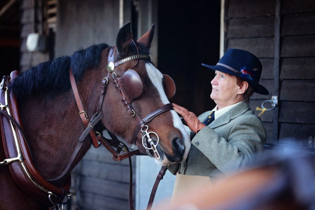 A carriagedriver checks the fit of a driving bridle on a bay Welsh pony