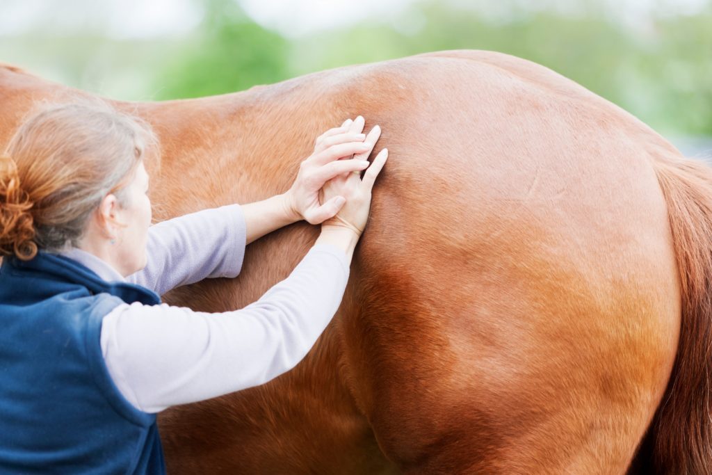 A physiotherapist with their hands on a chestnut horse