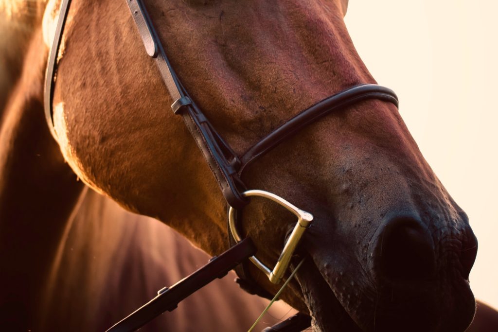 A cropped photo by Danny Gallegos of a bay horse wearing a D-ring bridle.